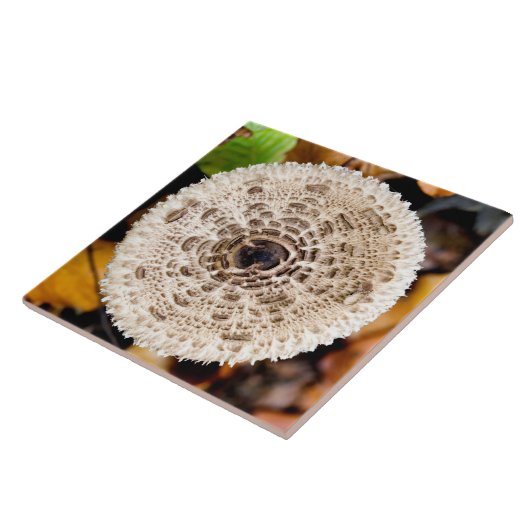 Carreau Champagne (Côté)