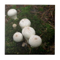 Champignon de bouffon lycoperdon