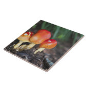 Carreau Champignon de famille Amanita (Côté)