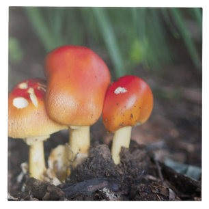 Carreau champignon de la famille des Amanita
