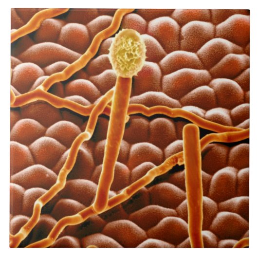 Carreau Champignon de rouille pulvérulente sur la (Devant)