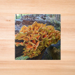 Carreau Champignon Polypore Soufré Orange