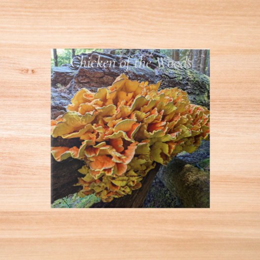 Carreau Champignon Polypore Soufré Orange