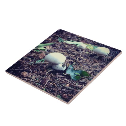 Carreau Champignons blancs mignons (Côté)