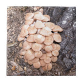 Carreau champignons de miel ringless (Devant)