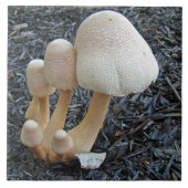 Carreau Champignons en Mulch - Leucoagaricus americanus (Devant)