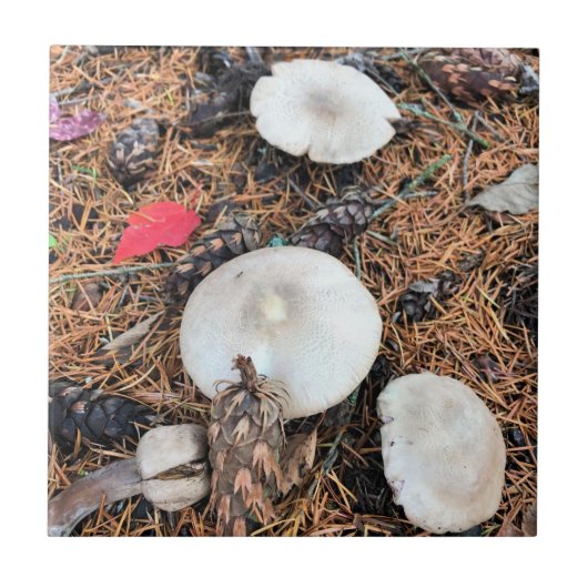 Carreau Champignons et cônes de pin (Devant)