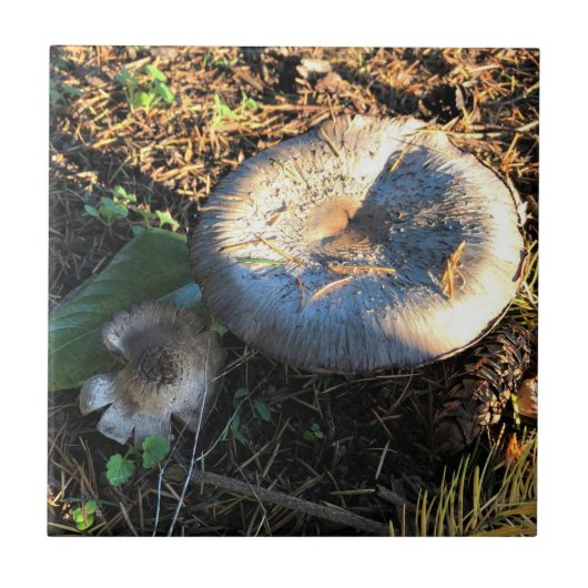 Carreau Champignons, Oregon (Devant)