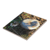 Carreau Champignons, Oregon (Côté)