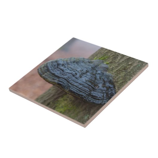 Carreau Champignons sur un tronc d'arbre dans la forêt (Côté)