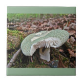 Carreau Champignons verts - Russula crusosa (Devant)
