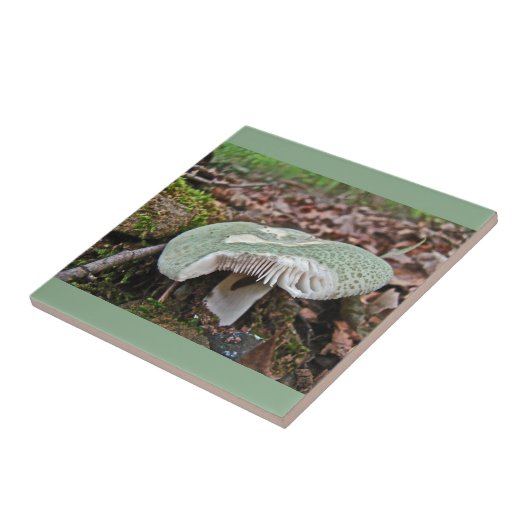 Carreau Champignons verts - Russula crusosa (Côté)