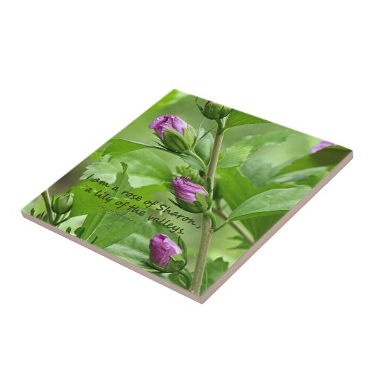 Carreau Chanson de Salomon 2:1 (Côté)