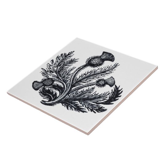 Carreau Chardon (Côté)