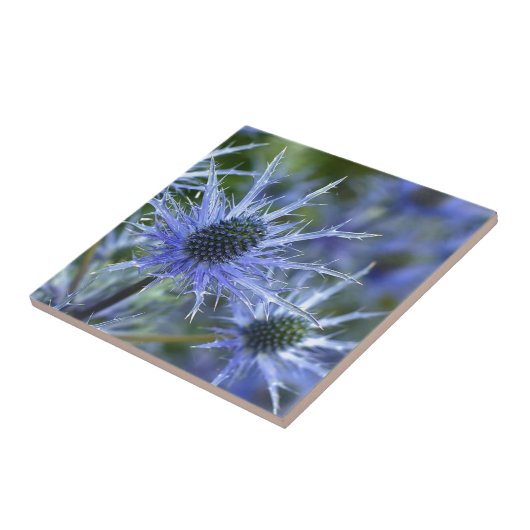 Carreau Chardon de la mer bleue (Côté)
