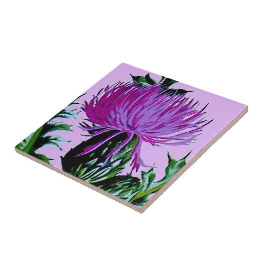 Carreau Chardon écossais pourpre de jardin (Côté)