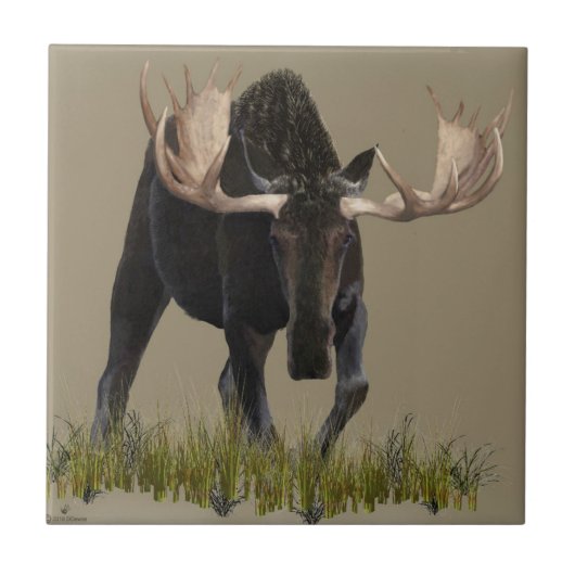 Carreau Charging Bull Moose (Devant)