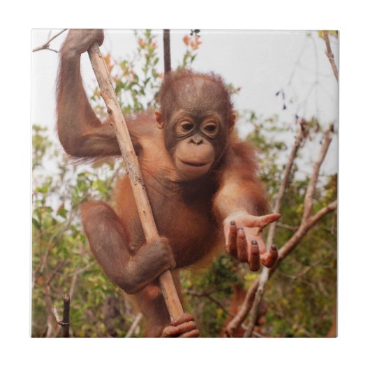 Carreau Charité orpheline douce d'orang-outan (Devant)