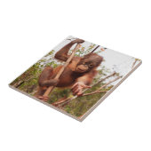Carreau Charité orpheline douce d'orang-outan (Côté)