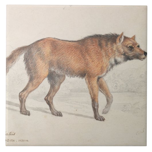Carreau Charles Hamilton Smith - Maned Wolf (Devant)