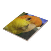 Carreau Charmant perroquet caïque à ventre blanc (Côté)