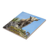 Carreau Charolais Bull (Côté)