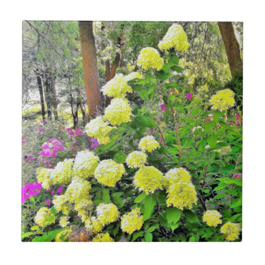 Carreau Chartreuse Vert Limelight Hydrangea Garden (Devant)