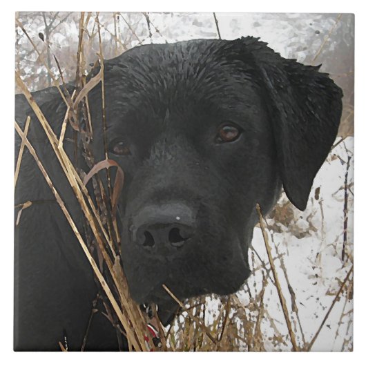 Carreau Chasse de fin de saison - Black Lab - Labrador (Devant)