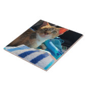 Carreau Chat (Côté)