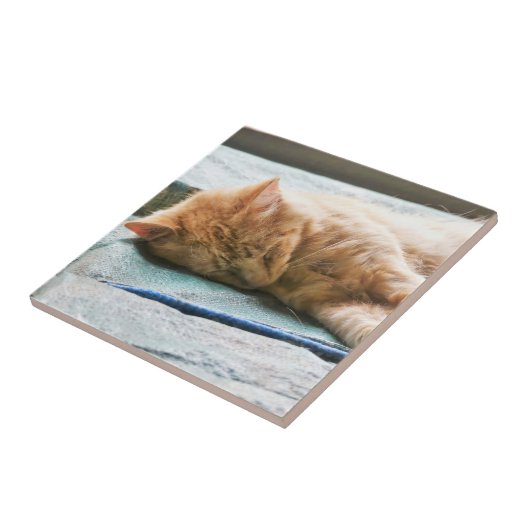 Carreau Chat au gingembre Longhé (Côté)