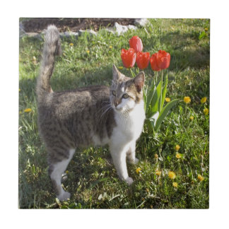 Carreau Chat avec des tulipes