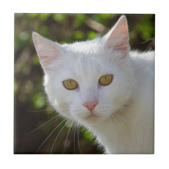 Carreau Chat Blanc Avec Les Yeux Jaunes