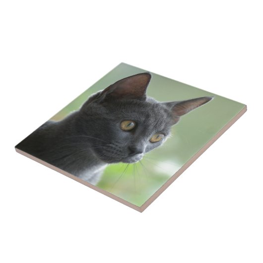 Carreau Chat bleu russe (Côté)