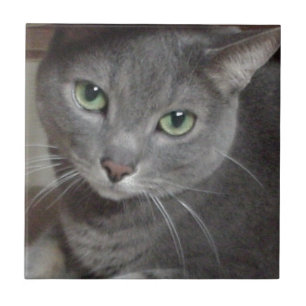 Carreau Chat bleu russe