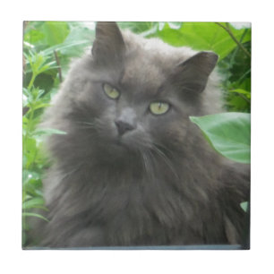 Carreau Chat bleu russe gris-long
