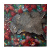 Carreau Chat britannique Shorthair Kitty Poinsettias Noël (Devant)