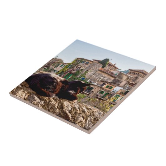 Carreau Chat bronzage sur un mur - Valldemossa, Majorque (Côté)