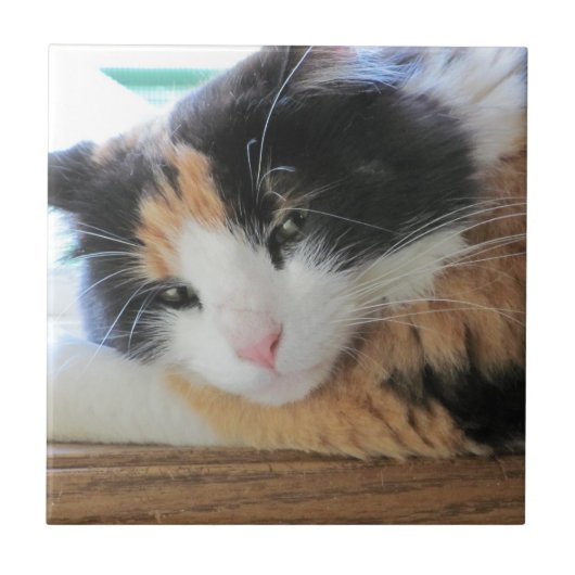 Carreau Chat calicot aguicheur (Devant)