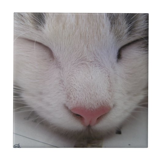 Carreau Chat couché (Devant)