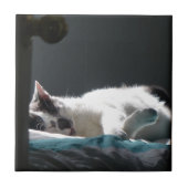 Carreau Chat dans Sunspot Ne pas déranger (Devant)