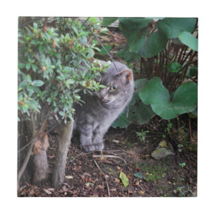 Carreau chat dans un jardin