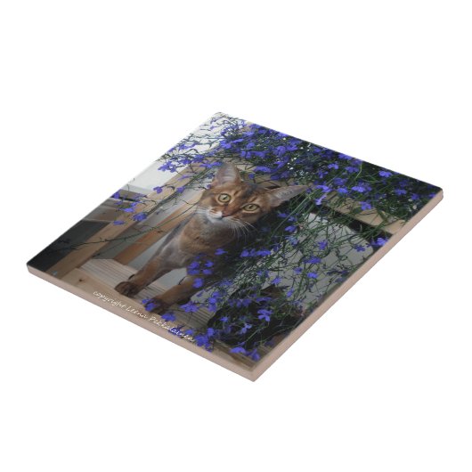 Carreau Chat de fleur (Côté)