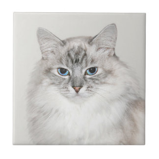 Carreau Chat de l'Himalaya de point bleu