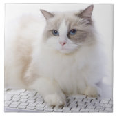 Carreau Chat de Ragdoll sur le clavier d'ordinateur (Devant)