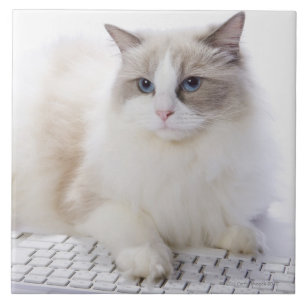 Carreau Chat de Ragdoll sur le clavier d'ordinateur