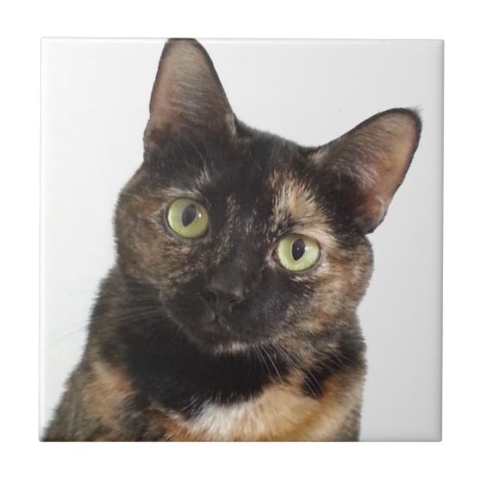 Carreau Chat d'écaille (Devant)