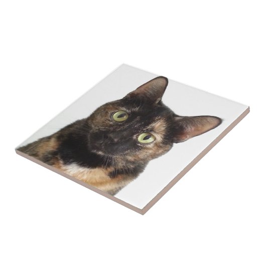 Carreau Chat d'écaille (Côté)