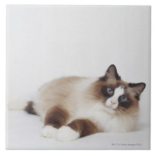 Carreau Chat étendu