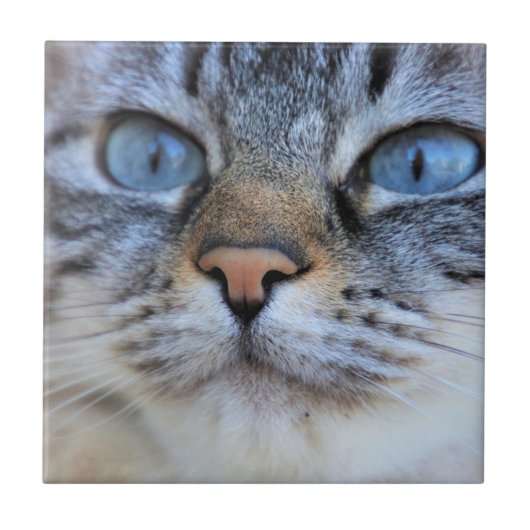 Carreau Chat gris (Devant)