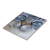 Carreau Chat gris (Côté)